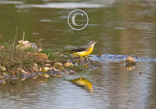 Greywagtail DM0783